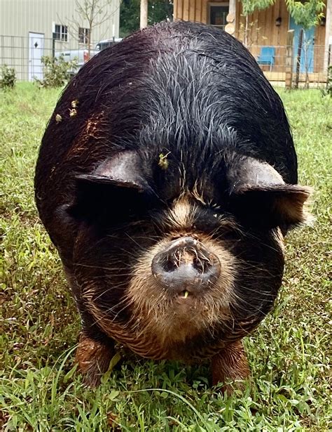 Learn all about keeping the KuneKune pig, from its history to characteristics,. . Kunekune pigs for sale in tennessee